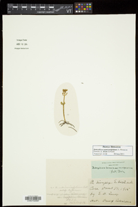 Botrychium matricariifolium image