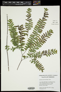 Adiantum aleuticum image