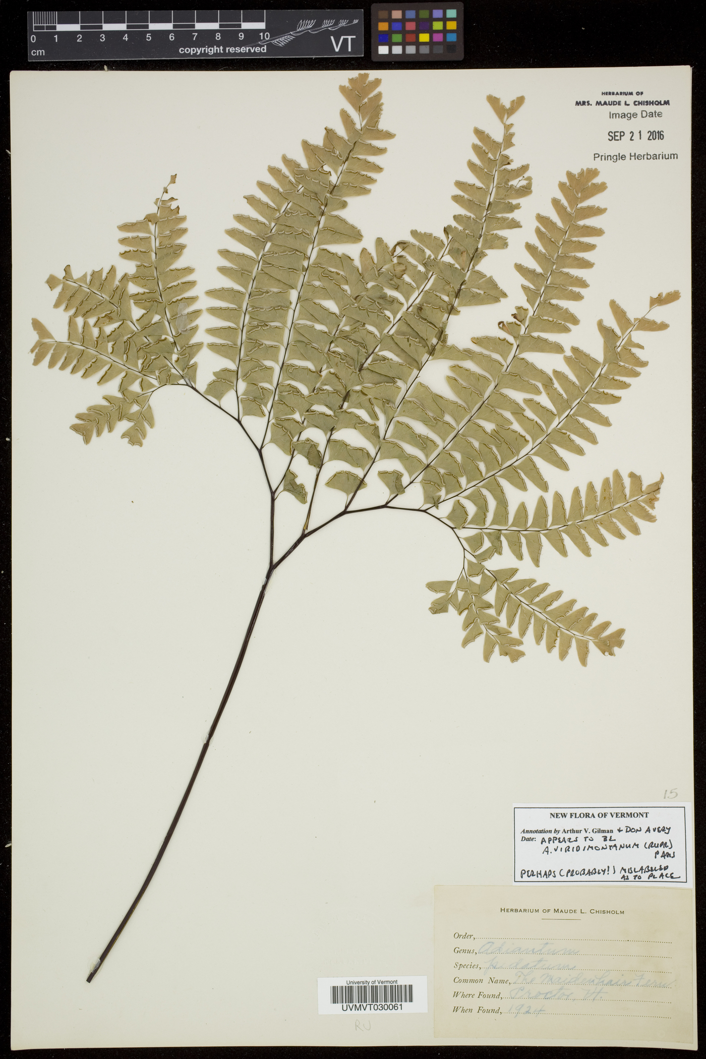 Adiantum viridimontanum image