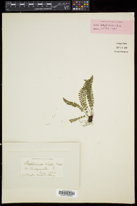 Asplenium viride image