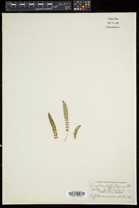 Asplenium viride image