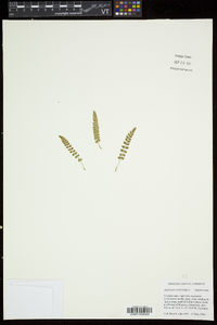 Asplenium viride image