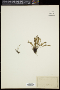 Asplenium viride image