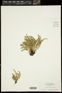 Asplenium viride image