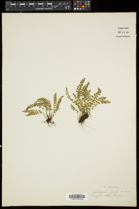 Asplenium viride image