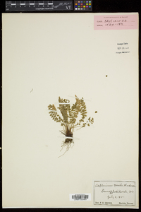 Asplenium viride image