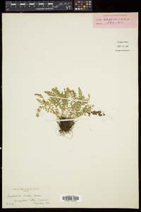 Asplenium viride image