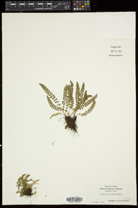 Asplenium viride image