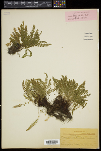 Asplenium viride image