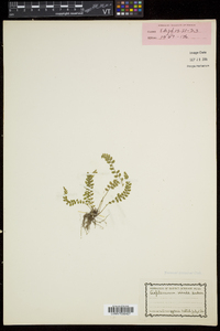 Asplenium viride image