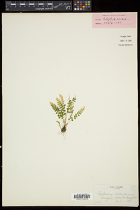 Asplenium viride image