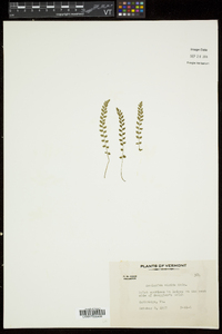 Asplenium viride image