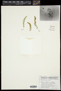 Asplenium viride image