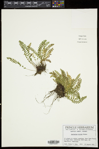 Asplenium viride image