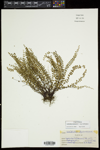 Asplenium trichomanes subsp. trichomanes image