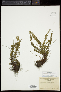 Asplenium trichomanes subsp. trichomanes image