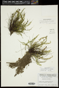 Asplenium trichomanes subsp. trichomanes image