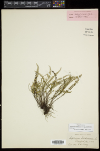 Asplenium trichomanes subsp. trichomanes image