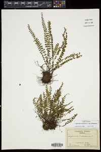 Asplenium trichomanes subsp. trichomanes image