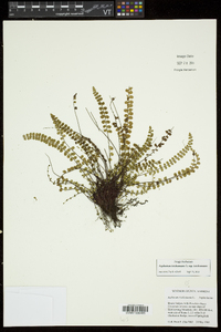 Asplenium trichomanes subsp. trichomanes image