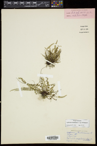 Asplenium trichomanes subsp. trichomanes image