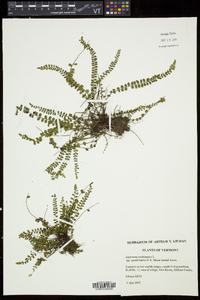 Asplenium trichomanes subsp. trichomanes image