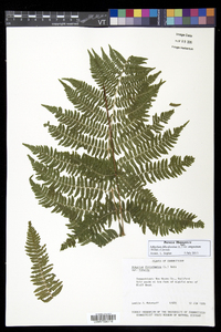 Athyrium filix-femina subsp. angustum image