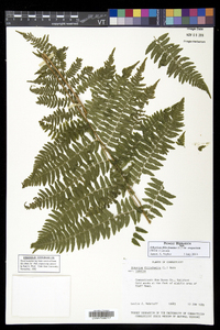 Athyrium filix-femina subsp. angustum image