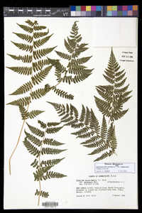 Athyrium filix-femina subsp. angustum image