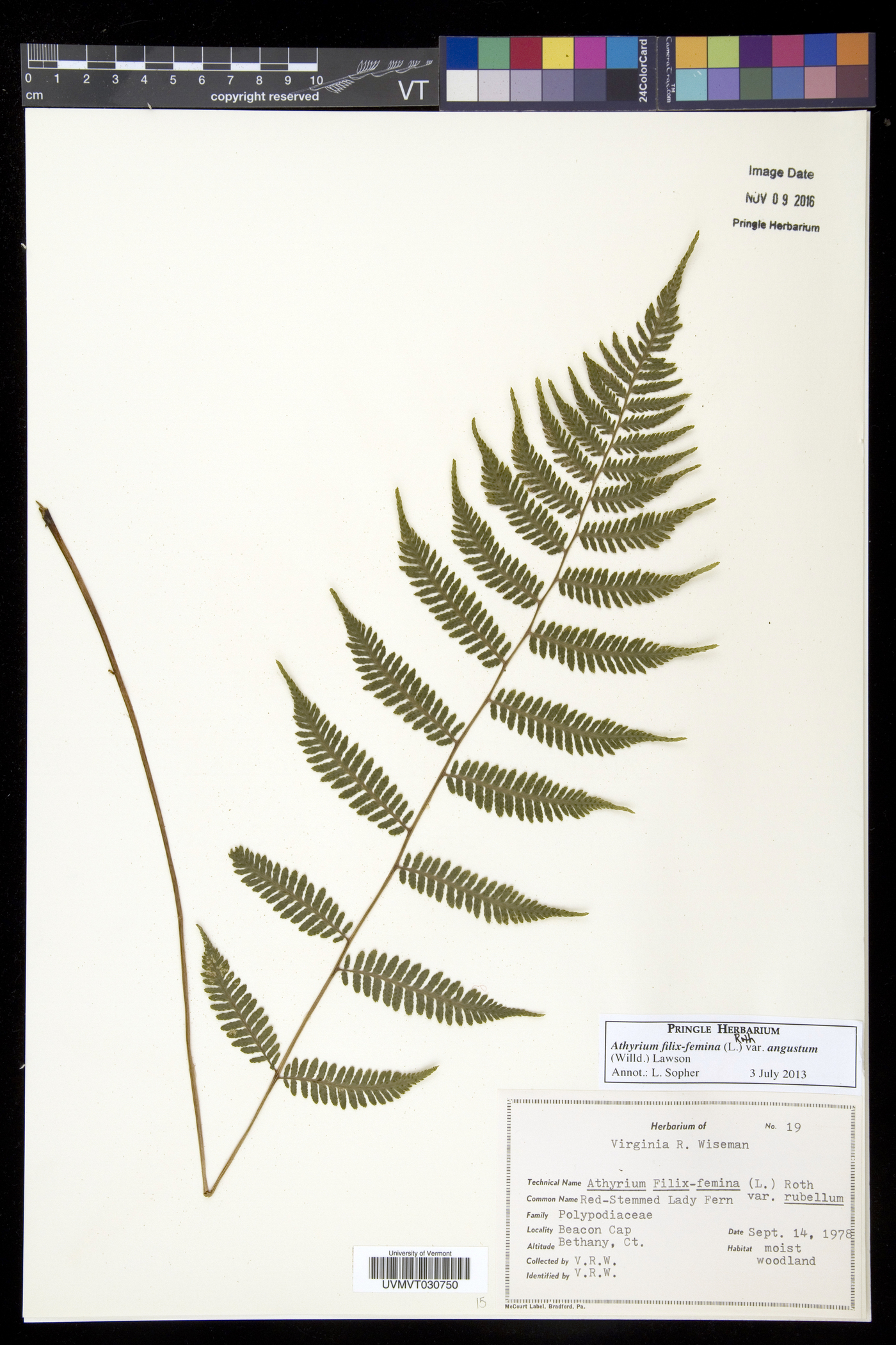 Athyrium filix-femina subsp. angustum image