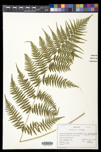 Athyrium filix-femina var. asplenioides image