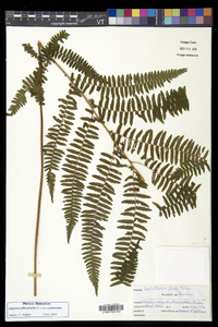 Athyrium asplenioides var. cyclosorum image