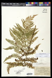 Athyrium asplenioides var. cyclosorum image