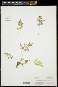 Cryptogramma stelleri image
