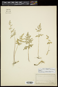 Cryptogramma stelleri image