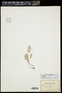 Cryptogramma stelleri image