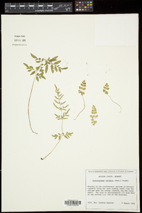 Cryptogramma stelleri image