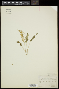 Cryptogramma stelleri image