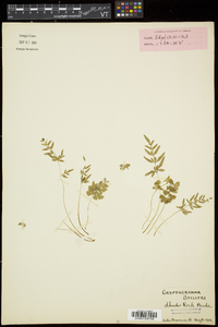 Cryptogramma stelleri image