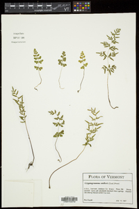 Cryptogramma stelleri image