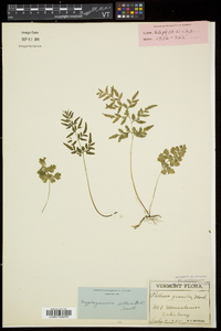 Cryptogramma stelleri image