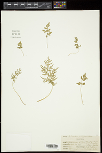 Cryptogramma stelleri image