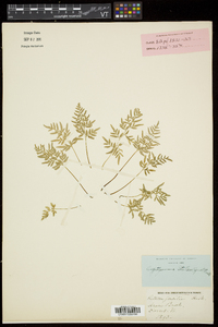 Cryptogramma stelleri image