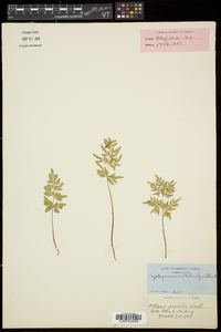 Cryptogramma stelleri image