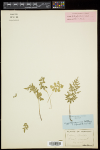 Cryptogramma stelleri image