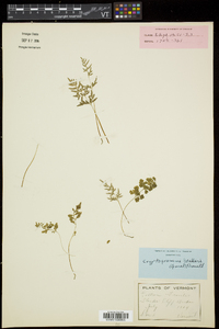 Cryptogramma stelleri image