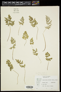 Cryptogramma stelleri image