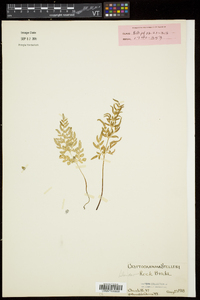 Cryptogramma stelleri image