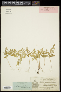 Cryptogramma stelleri image