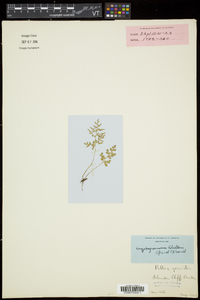 Cryptogramma stelleri image